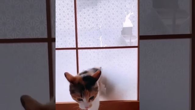 здравствуйте 😸