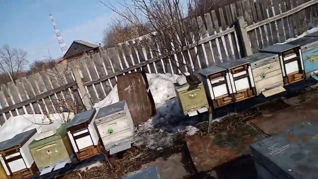 Вынесли пчел из зимовника. Первые результаты зимовки.