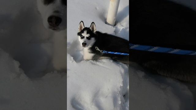 2e0907c3733b6a3dcdc6ebb41653d9f2