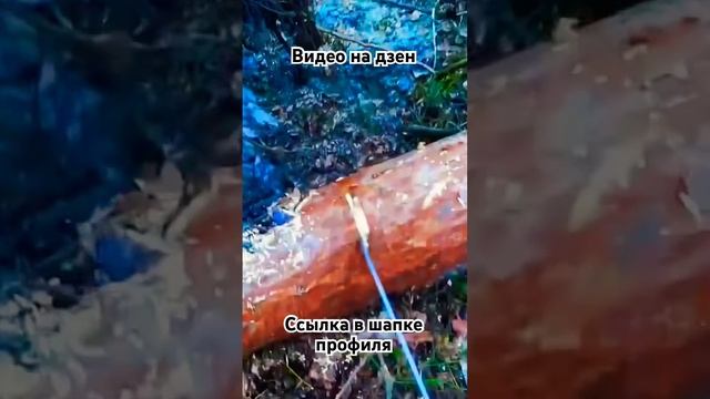 Разрабатываем бурелом #беларусь #валкалеса #wood #lesorub