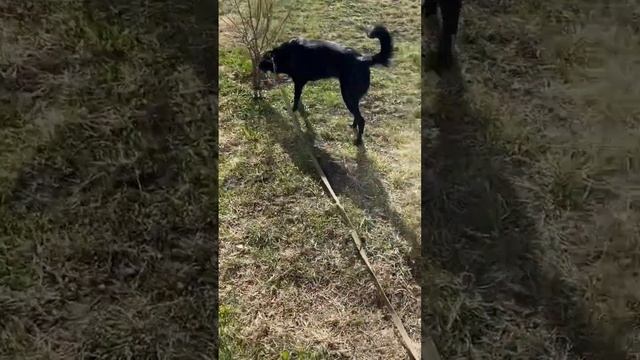 Пастушья овчарка Лейла | Живем в районе антисобачников 🫠 | 2 года #собака #dog #жизнь