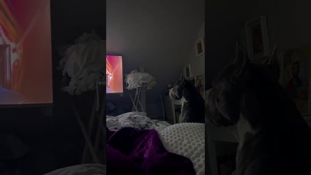 Балу смотрит сериал