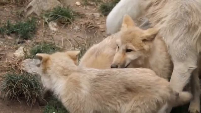 Как устроена волчья стая