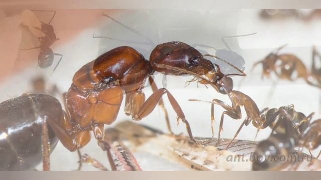 Раскажу о лучших больших кампонотусов для новичков