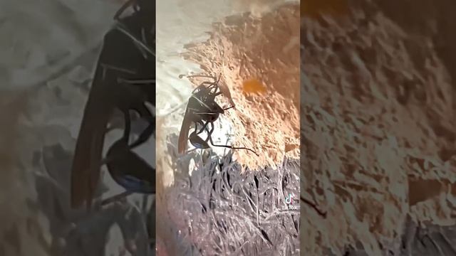 The Benefits Of Mud Dauber Wasps - They Hunt Black Widows!