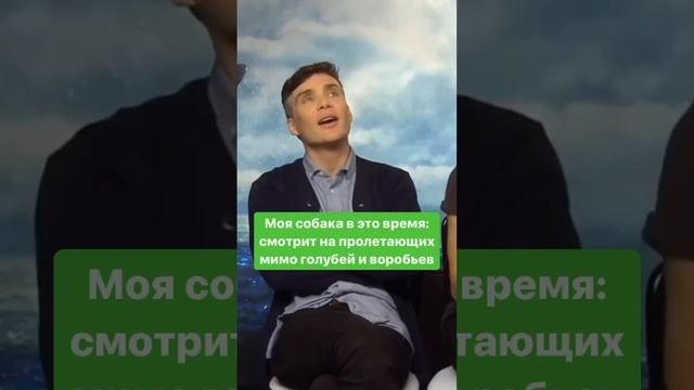 Контакт с собакой - так ли он важен? Мысли в комментарии 😊 #собака #кинолог #дрессировка #собаки