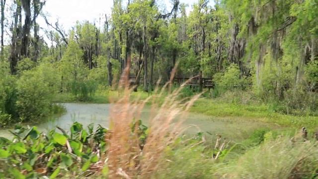 Magnolia Plantation and Gardens South Carolina