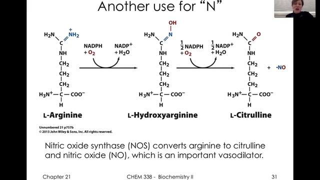 Protein Metabolism   Other N Metabolites, Nitrogen Cycle
