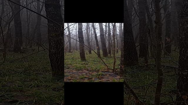 Первый гон зайца Шугай 7месяцев