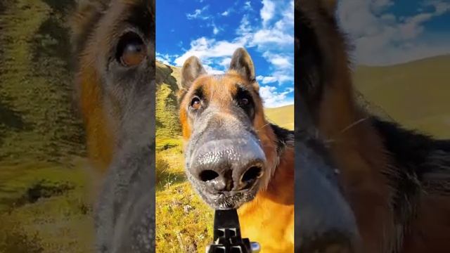 Nice Dog With A Camera