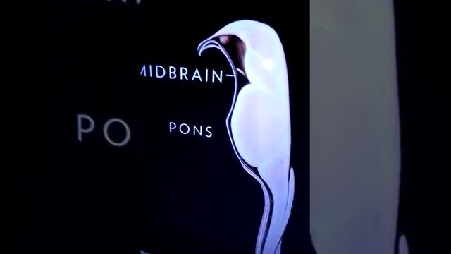 Kundalini, Phoenix Rising Is Real~ Go Within~ Metaphysical & Brain