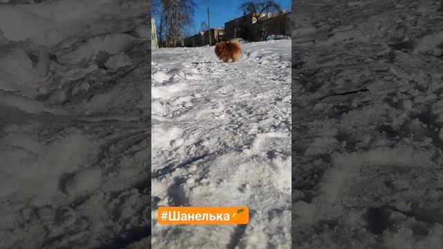 #pomeranian #шпиц#шпицуля #шанель #шпицы #рыжик #февраль #пушистики #милота #шортс #spitz #spitzdog