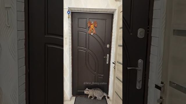 домашние питомцы не перестают меня удивлять