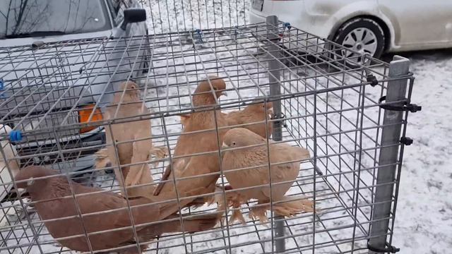 9c64cb5a0442a960e81b48fe4336fb0e