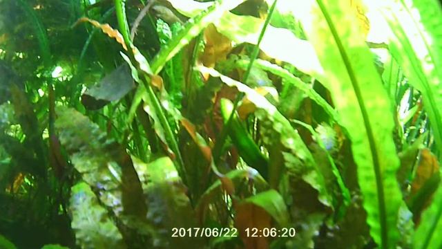 Первое погружение в аквариум :)