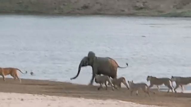 Young Elephant Survives Attack By 14 Lions | New York Post