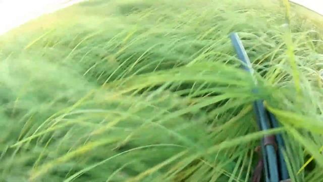 Осень 2021, первые гуси