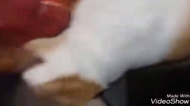 Боря отдай булку