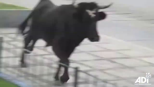 Peru’s Cruel Running Of The Bulls:  Terrified Bull Gores Bystander