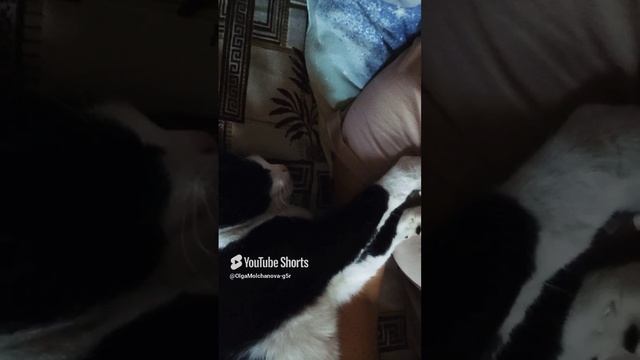 Кошка Машка