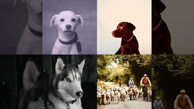 Видения (Спокойные собаки)