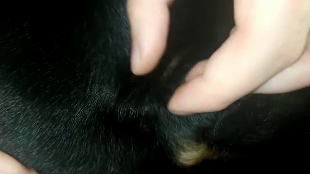 Вытаскиваем клеща у собаки