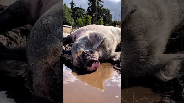 21b49e67020d52c8ec6686dc68c37417