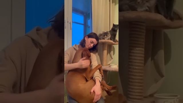 Кошечки 😻и выжла собачка ❤️