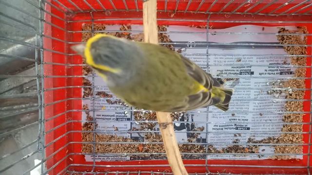 Serin Mouzambique Coupleur...@+