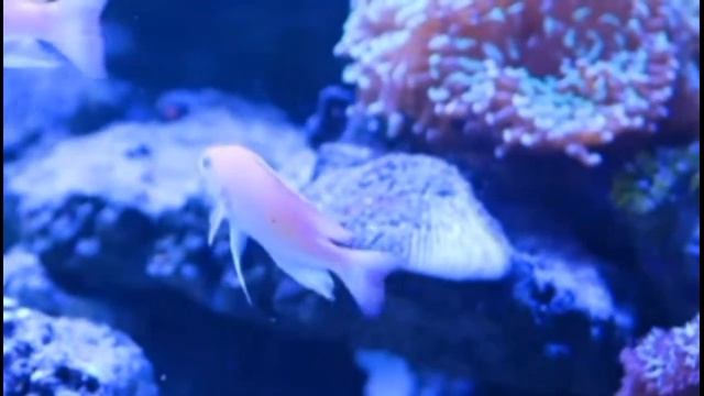 Осень часть 2  Селена Марс Меркурий Затмения