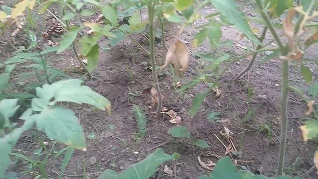 Добились ремонта воды.!Пекло урожай горит ,сохнет.Спасаю урожай как могу !Юг России.
