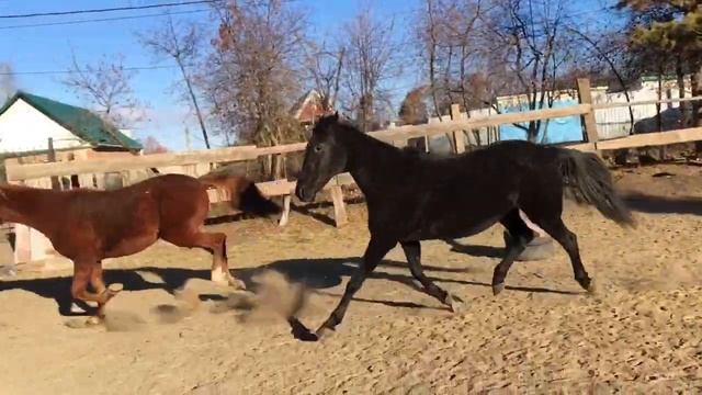 Лошади КД Таврово (Олимп) Прогулка