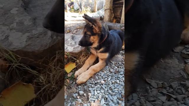 ушки домиком, продажа немецкая овчарка Рамона Грей Симферополь Крым+79787458062 доставка по России