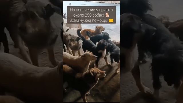 Гайскому приюту для собак срочно нужна ваша помощь