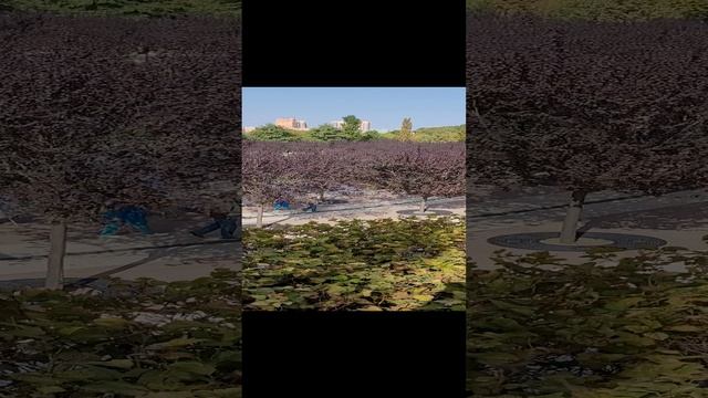 Парк Галицкого Краснодар