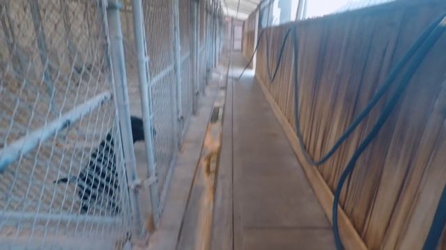 Champion Hunting Dog Kennel Tour