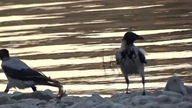 Ворона с добычей