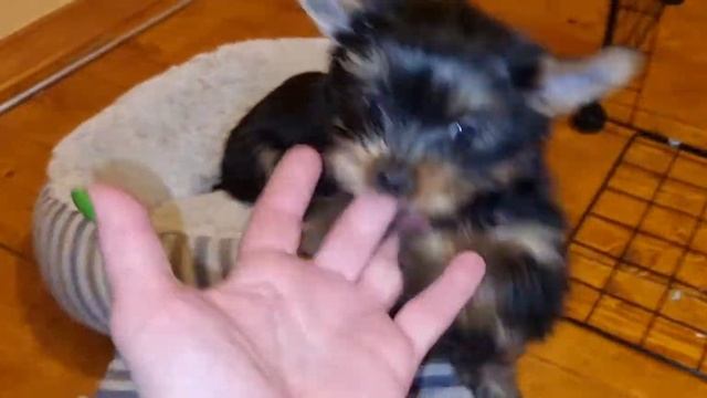 Симпатяхи йорки. Мини и мелкий стандарт. ДР 16.07.2022