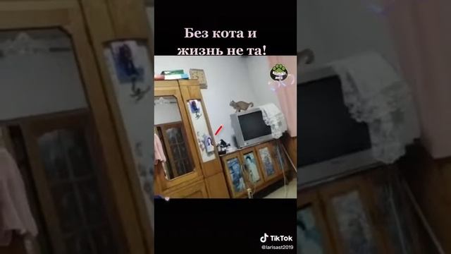 Домашние любимцы 😹❤️