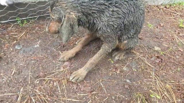 SOS SOS SOS КОБУЛЕТИ -Ад на земле для собак- , ЩЕНОК ПОД ТОННАМИ ПЕСКА И СОЛИ!!