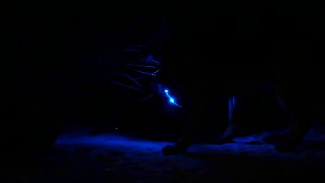 Светящийся ошейник синий