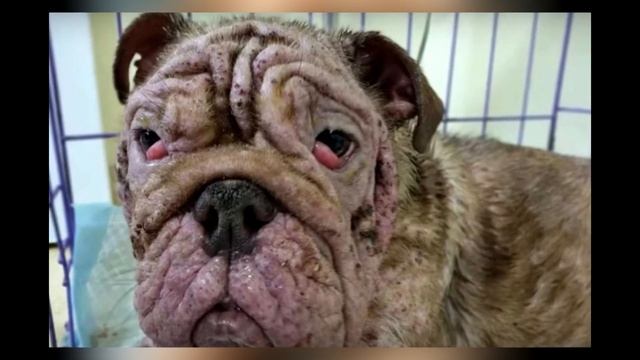 Спасение брошенного щенка! Который поедал листья, чтобы выжить на холодных улицах!!!