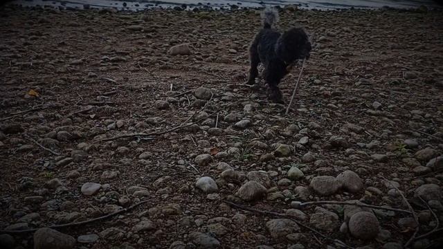 Собака пудель и ИЗОизоляция # 9 Maurizio The Happy Dog.IZOizoliaciyа And Work In The Cinema.