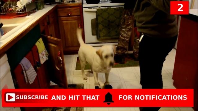 Top Mobility Service Dog Breeds For Independence And Assistance - Dogs 101