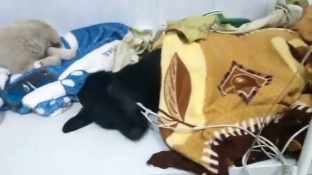 В Благовещенске отравили щенков.