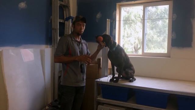 Trained Retrieve - A Question About The Toe Hitch - Upland Bird Dog Training