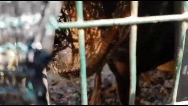 Бульдог Чак рад , что мама сегодня не работает ! 🐶👍🏻