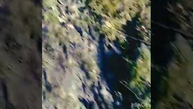 ВЛОГ: Домашние животные.