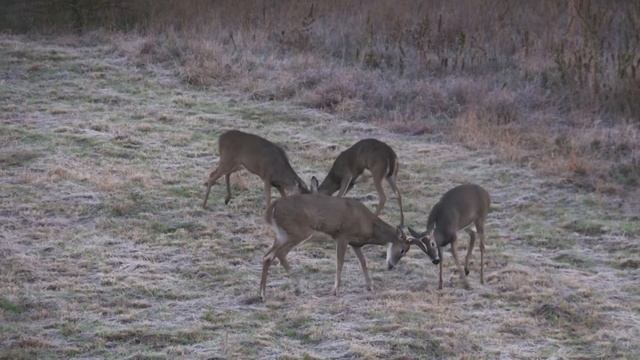 A MONSTER BUCK In Kansas | 