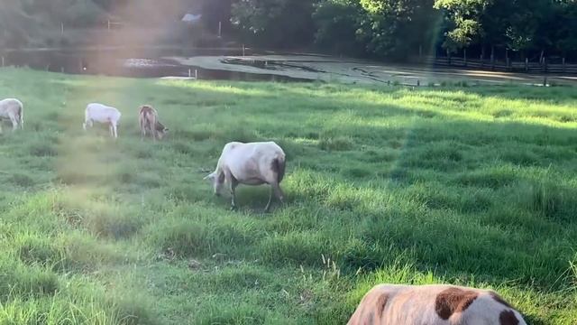 ПРОГУЛКА С СЕМЬЕЙ И ДРУЗЬМИ.  FRIENDS ANIMALS.